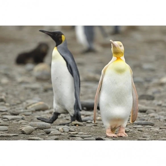 南极发现“土豪金”企鹅，深圳“发现”入户补贴！
